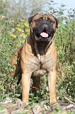 BULLMASTIFF 029